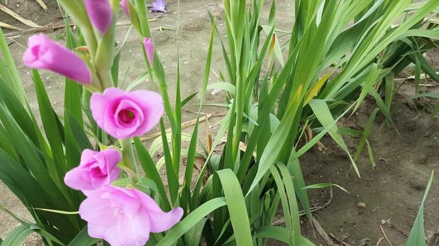 Emotional piano music, Beautiful gladiolus flower, Instrumental romantic music, Vladimir Sterzer смотреть онлайн