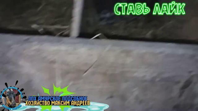 яйцо ГОЛУБОЕ! смотреть онлайн