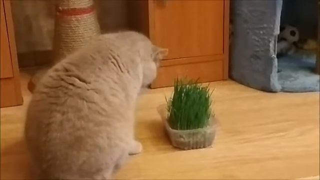 кошачья трава