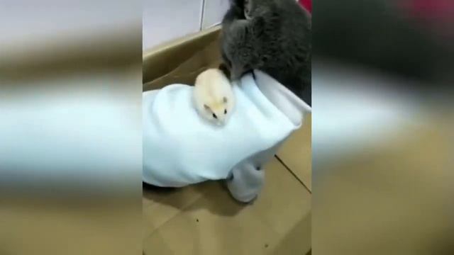 ЖИВОТНЫЕ ПРИКОЛ, СМОТРЕТЬ ДО КОНЦА, КОШКИ, СОБАКИ