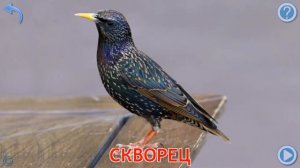 Карточки  Домана Часть 4 Птицы!