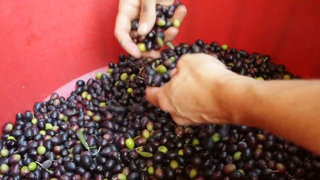 Традиционный сбор оливок и производство оливкового масла. A tradicional colheita de azeitonas смотреть онлайн