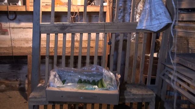 Кормим кур несушек огурцами. Зимой. смотреть онлайн