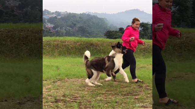 American Akita KRISBISS AKITAS VORTEX OF LIFE Aka BLADE (Import Russia)-18 Months Age🤣👍❤️ смотреть онлайн
