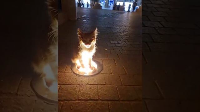 У него есть задание, Авантюрист смотреть онлайн