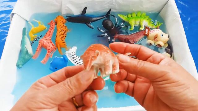 Коробка игрушек изучает дикие имена животных и цвета для детей