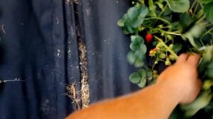 Маригет. Сорт клубники НСД. Бомба.