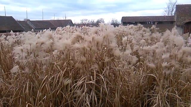 BIO-UNCUT Production of Miscanthus Giganteus rhizomes смотреть онлайн