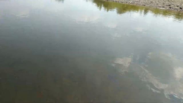 Демонстрация мотовесла Long Tail (производства Тайланд) на мелководье.