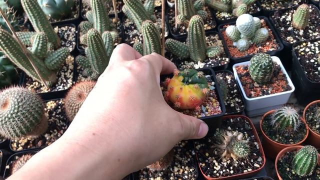 Gymnocalycium Variegata and the Pups | nov20 смотреть онлайн