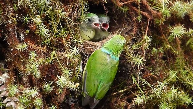 Chlorophonia cyanea (Blue-naped chlorophonia) feeding chicks смотреть онлайн