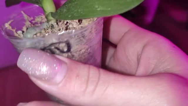 younghome kaleido подросток 1.7 не спешу пересаживать. смотреть онлайн