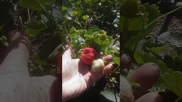 Клубника Вивара смотреть онлайн