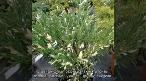 Можжевельник горизонтальный: описание, лучшие сорта, посадка и уход