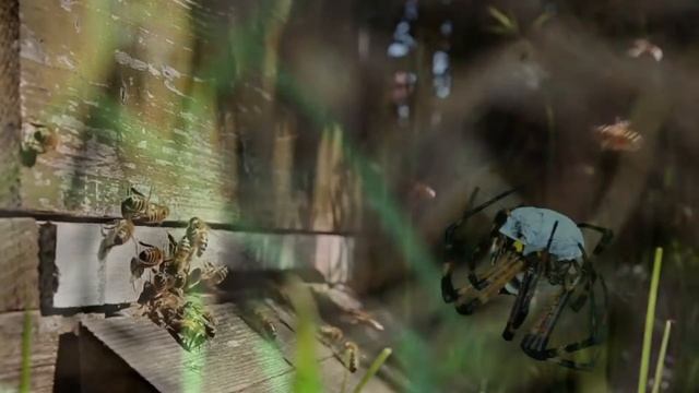 Насекомые, Музыка для сна, Успокоение и Релакс, Красивое видео. смотреть онлайн