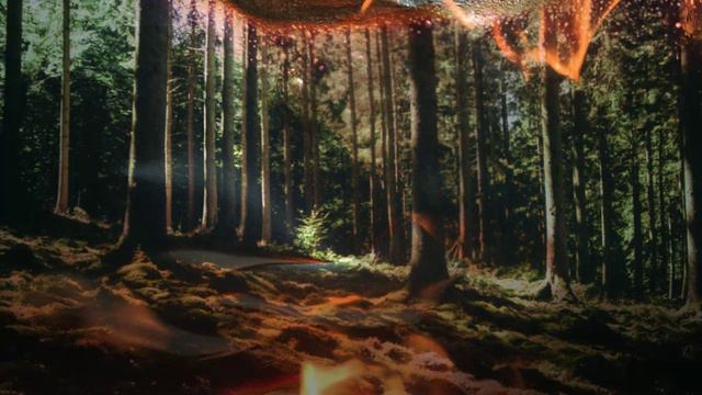 Обращение леса!