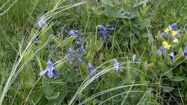 Клематис цельнолистный (Clematis Integrifolia)