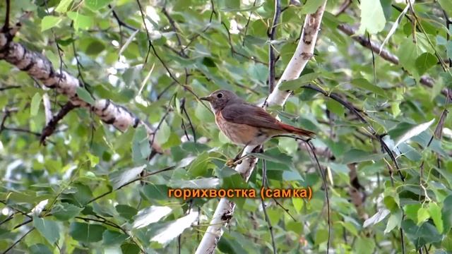 Коноплянки (реполовы), вьюрок (юрок) и горихвостка смотреть онлайн