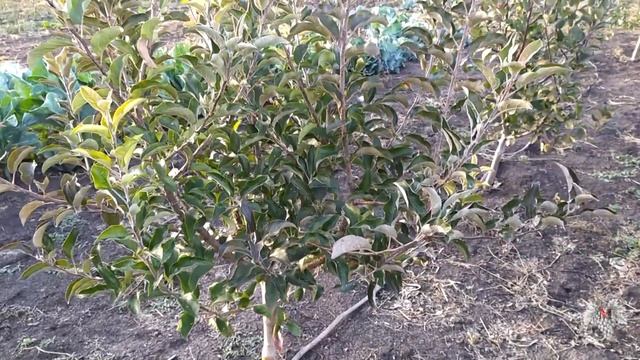 Основная ошибка при покупке саженцев плодовых деревьев смотреть онлайн