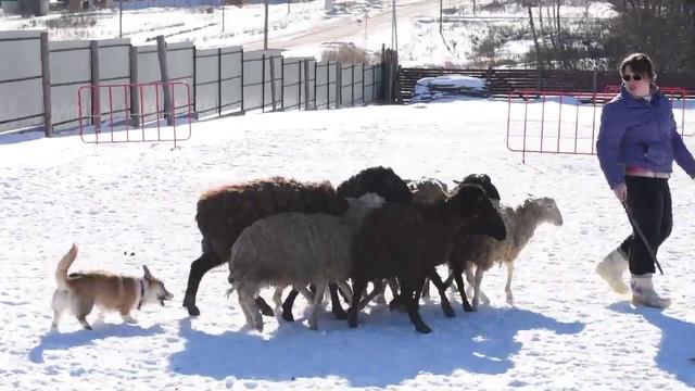 Сказка альпийских лугов ожила в Подмосковье