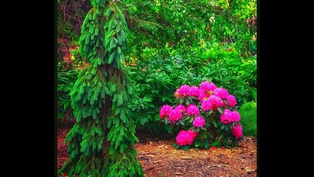 The Gardens at Oak Lawn Cheese Factory: Picea glauca 'Pendula' смотреть онлайн