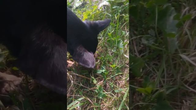 Фаня ест клевер на даче.. смотреть онлайн