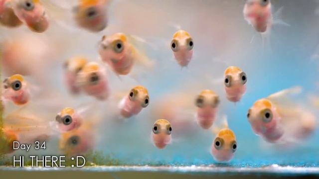 Angelfish's Fry to Adult смотреть онлайн