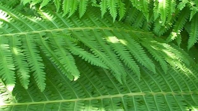 Matteuccia struthiopteris @ Fiori e piante della montagna bellunese 19.08.2015 смотреть онлайн