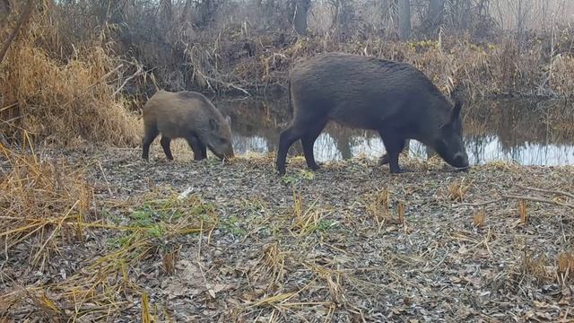 Кабанье царство Часть I смотреть онлайн