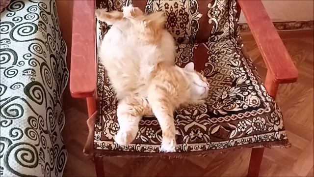 Рыжий кот Барсик спит, делает кусь, играет и точит когти смотреть онлайн