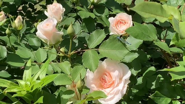 Morden Blush | Rosa Shrub