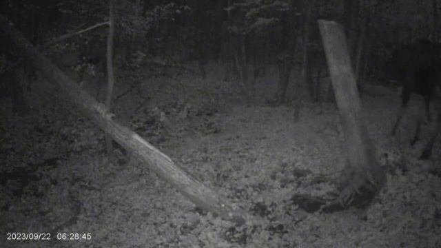 Солонец ч.3. Гон лося. смотреть онлайн