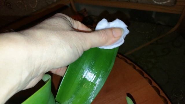 КАТТЛЕЯ С ПОМОЙКИ. ПЕРЕСАДКА. смотреть онлайн