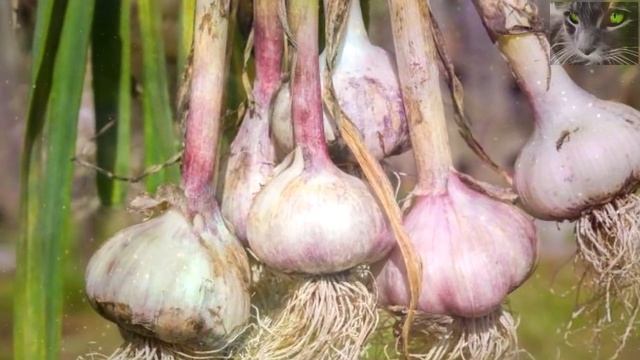 Какой вы овощ по знаку Зодиака. Необычный гороскоп. смотреть онлайн