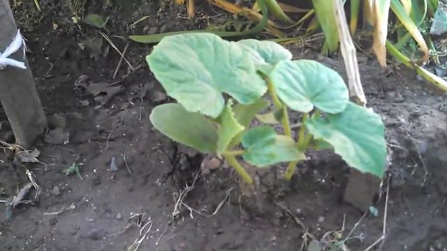 Посадили огурцы