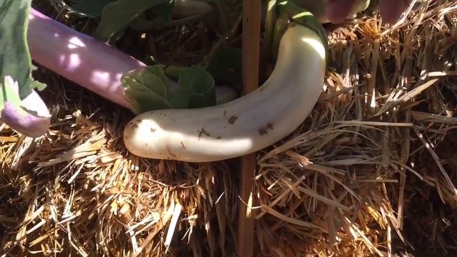 Weird plants happen смотреть онлайн