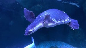 Крокус Океанариум