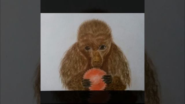 How to draw a dog. Poodle/Как нарисовать собаку.Пудель. смотреть онлайн