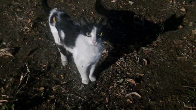 Среднощни Котки смотреть онлайн