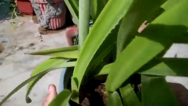 1213 - Amaryllis Lily ke bulb ko cut karke tiyar kiye huye plants par kab flowers aate hain, kab nh смотреть онлайн