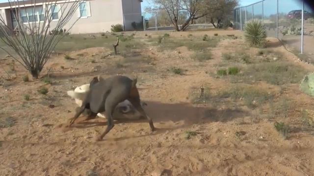 Kangal vs Doberman Ranking Fight of the Titans смотреть онлайн