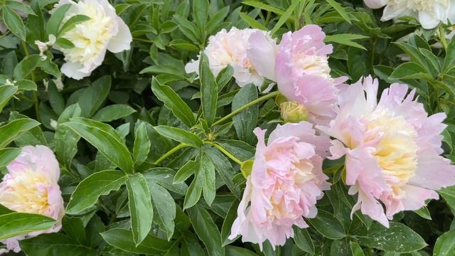 Tower Hill, June 7 '22 - 6 - Peonies 'Do Tell', 'Moonstone' (+ another beauty) in the Secret Garden смотреть онлайн