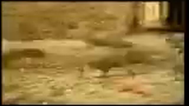 EDS - Running of the Squirrels смотреть онлайн