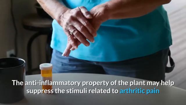 12 Evidence Based Health Benefits Of Soursop | Sky World |