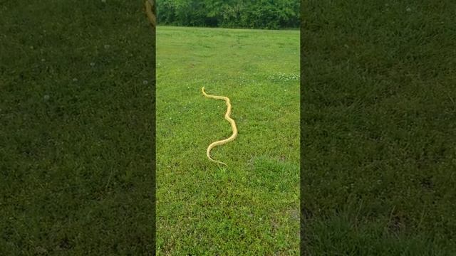 Python response to calls. смотреть онлайн