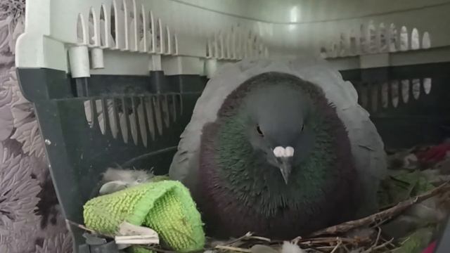 Голубь в гнезде смотреть онлайн