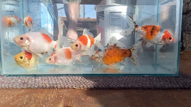 Shubunkin breeders смотреть онлайн