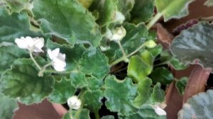 Почему у фиалки на листьях появляются жёлтые пятна?!☝️