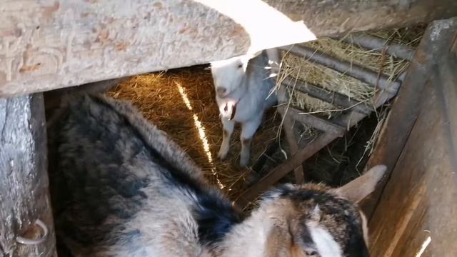 Неожиданное пополнение в хозяйстве / Гуси породы Линда смотреть онлайн