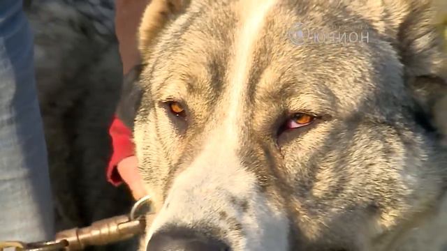 Дрессировка собак Школа для четвероногих смотреть онлайн